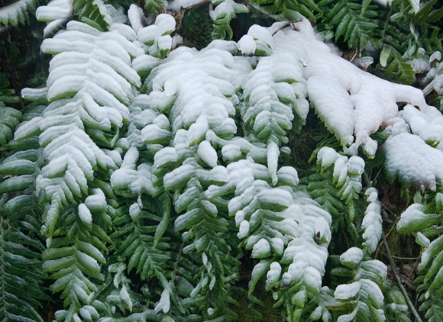 Horsetail Falls ferns 5936.jpg